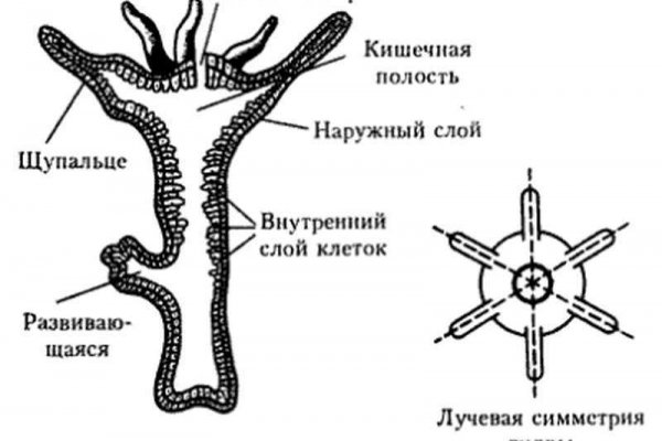 Актуальный сайт кракена